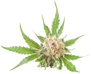 fleurs de Cbd pict