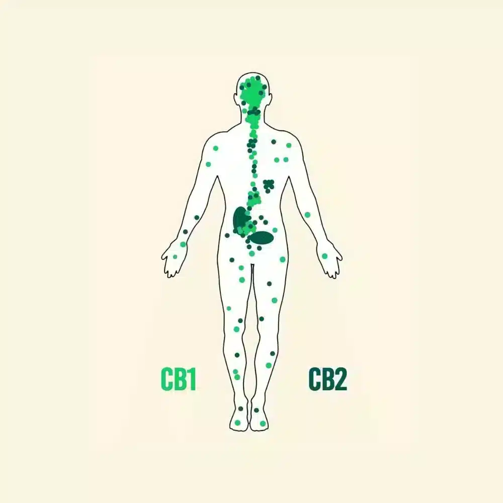 systeme endocanabinoid