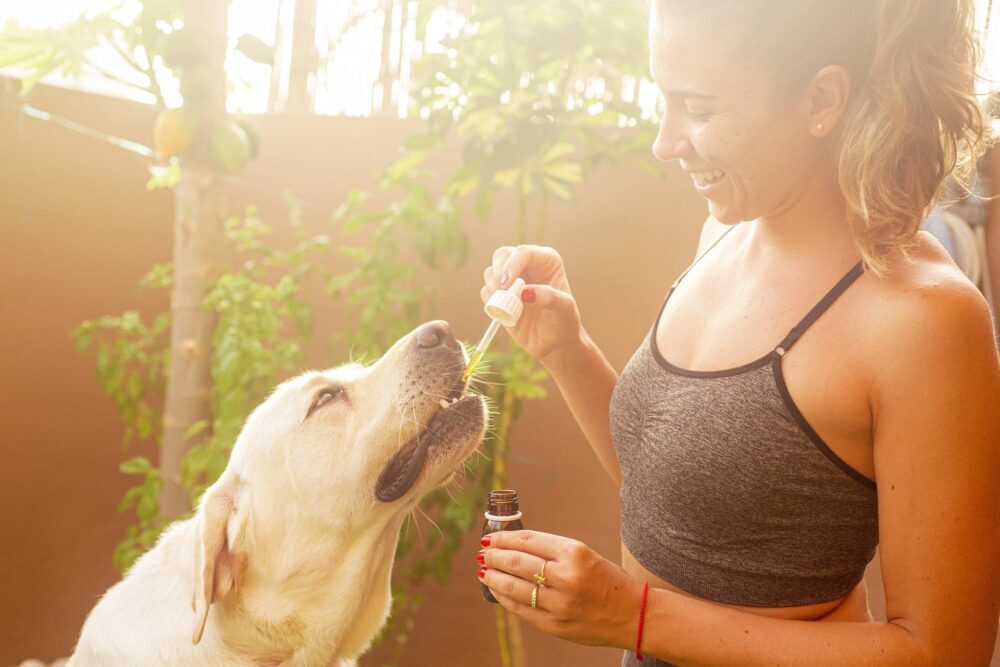 Huile de CBD pour animaux - chiens et chats